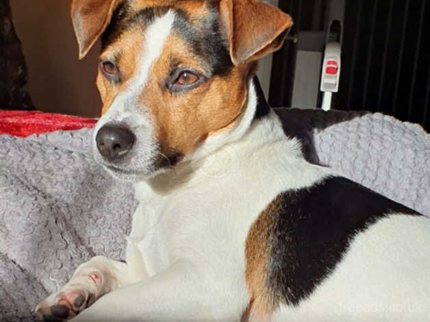 Jack Russell puppies for sale in Witney, Oxfordshire – 10 months old - Image 2 of 5