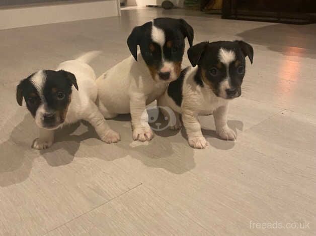 Jack Russell puppies for sale in Witney, Oxfordshire – 10 months old - Image 3 of 5