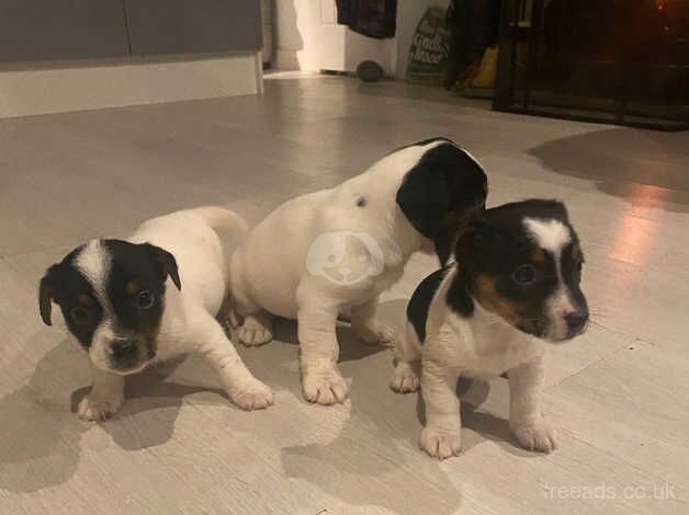 Jack Russell puppies for sale in Witney, Oxfordshire – 10 months old - Image 4 of 5