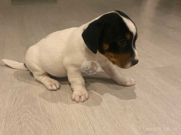 Jack Russell puppies for sale in Witney, Oxfordshire – 10 months old - Image 5 of 5