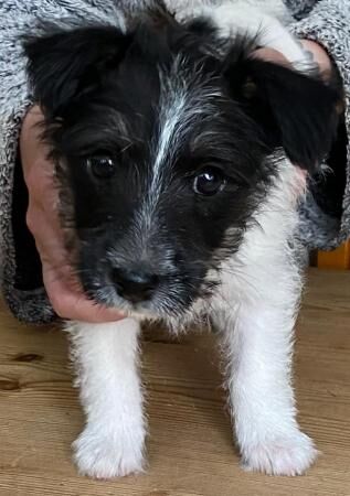 Jack Russell Terrier puppies for sale in Leicester, Leicestershire – 1 year old - Image 1 of 5