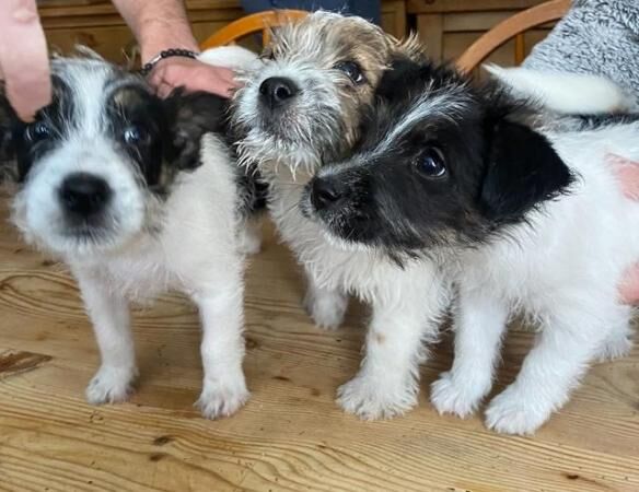 Jack Russell Terrier puppies for sale in Leicester, Leicestershire – 1 year old - Image 2 of 5