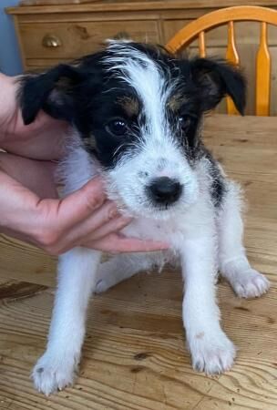 Jack Russell Terrier puppies for sale in Leicester, Leicestershire – 1 year old - Image 3 of 5