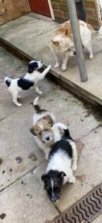 Jack Russell Terrier puppies for sale in Leicester, Leicestershire – 1 year old - Image 4 of 5