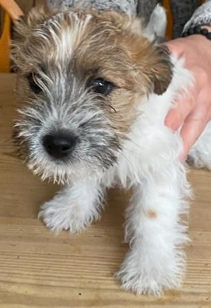 Jack Russell Terrier puppies for sale in Leicester, Leicestershire – 1 year old - Image 5 of 5