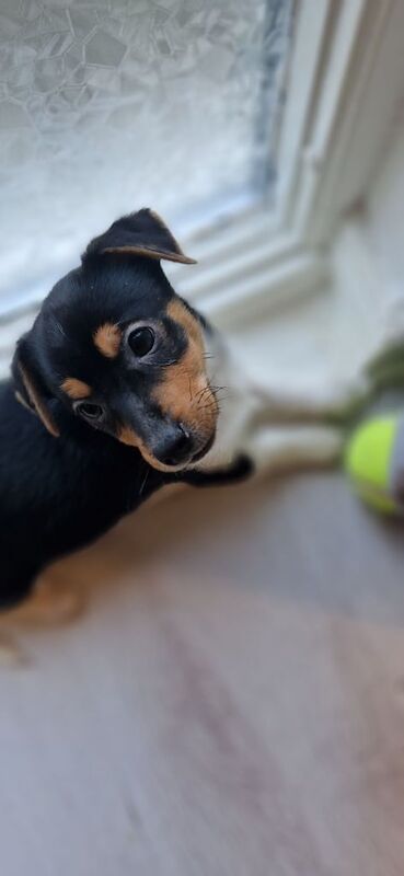Jack Russell Terrier puppies for sale in Dundee, Dundee City – 1 year old - Image 2 of 3