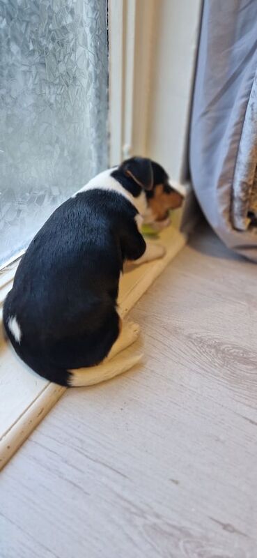 Jack Russell Terrier puppies for sale in Dundee, Dundee City – 1 year old - Image 3 of 3