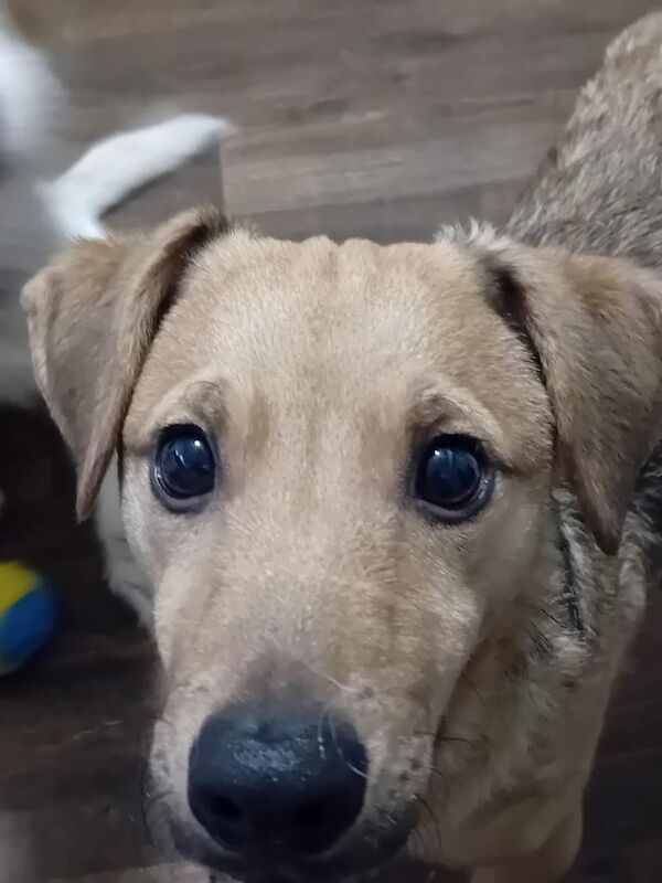 Jack Russell Terrier puppies for sale in Bracknell, Berkshire – 8 months old