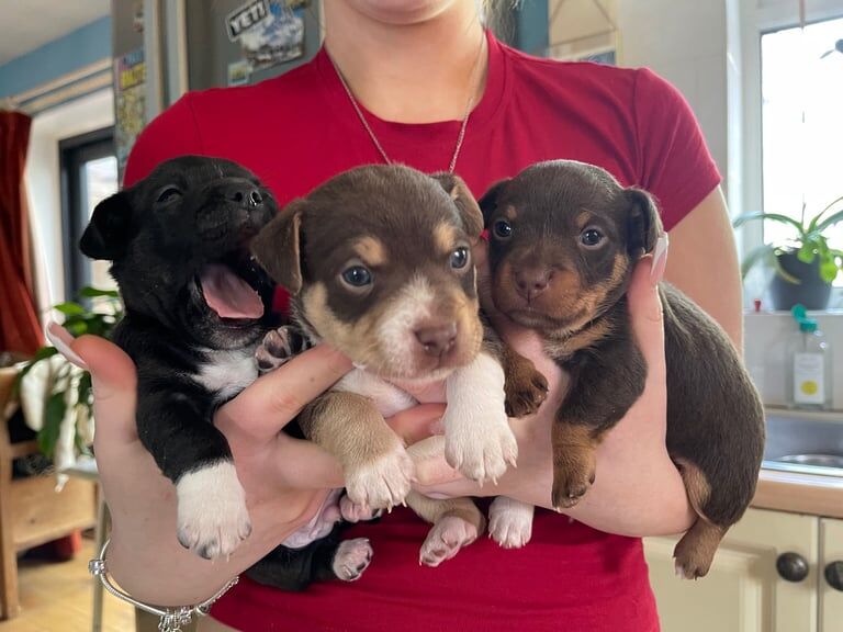 Jack Russell Terrier puppies for sale in Exmouth, Devon – 9 months old - Image 1 of 3