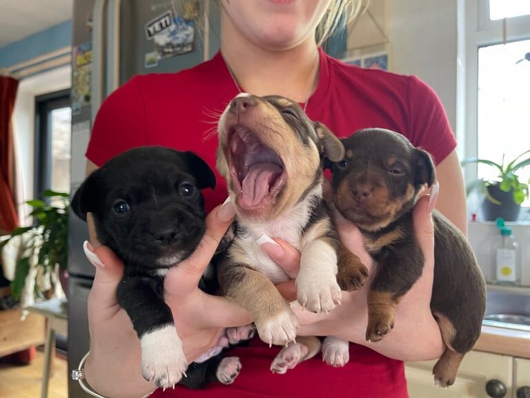 Jack Russell Terrier puppies for sale in Exmouth, Devon – 9 months old - Image 2 of 3