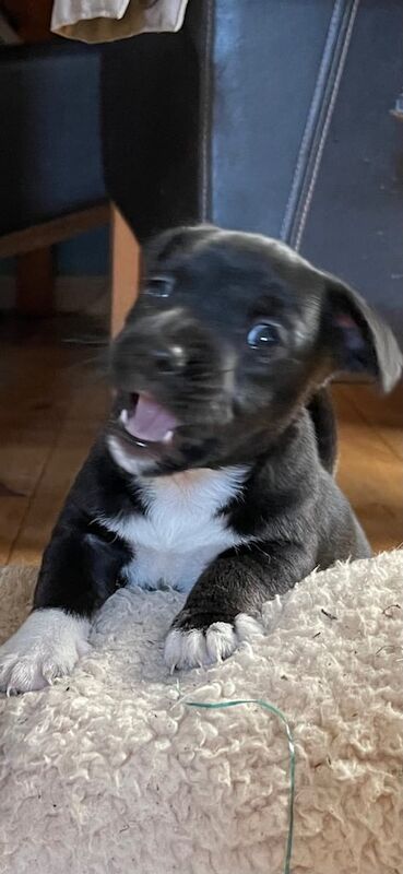 Jack Russell Terrier puppies for sale in Exmouth, Devon – 9 months old - Image 3 of 3