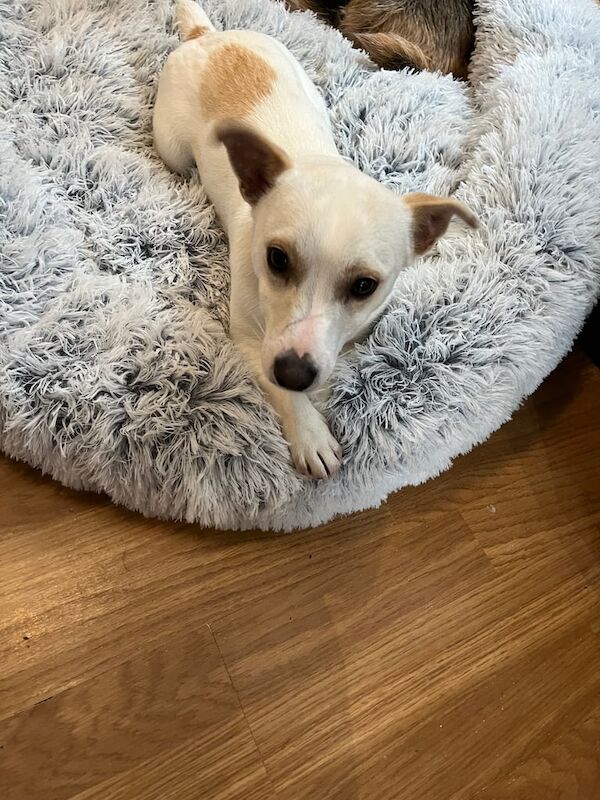 Jack Russell Terrier puppies for sale in Portglenone, County Antrim – 9 months old