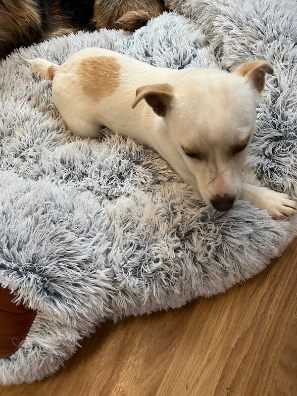 Jack Russell Terrier puppies for sale in Portglenone, County Antrim – 9 months old - Image 2 of 3