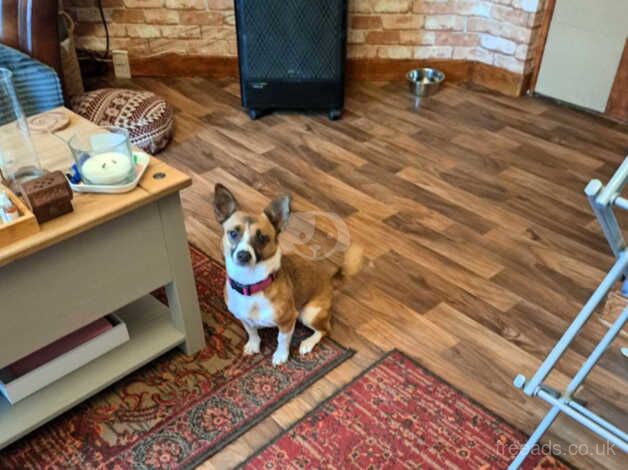 Jack Russell Terrier puppies for sale in Dundee, Dundee City – 3 years old - Image 2 of 2