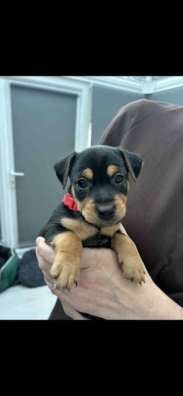 Jack Russell puppies for sale in Dunfermline, Fife – 7 weeks old