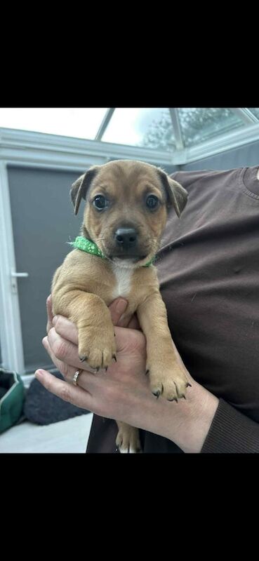 Jack Russell puppies for sale in Dunfermline, Fife – 7 weeks old - Image 2 of 3
