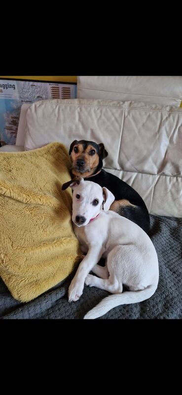 Jack Russell puppies for sale in Dunfermline, Fife – 7 weeks old - Image 3 of 3