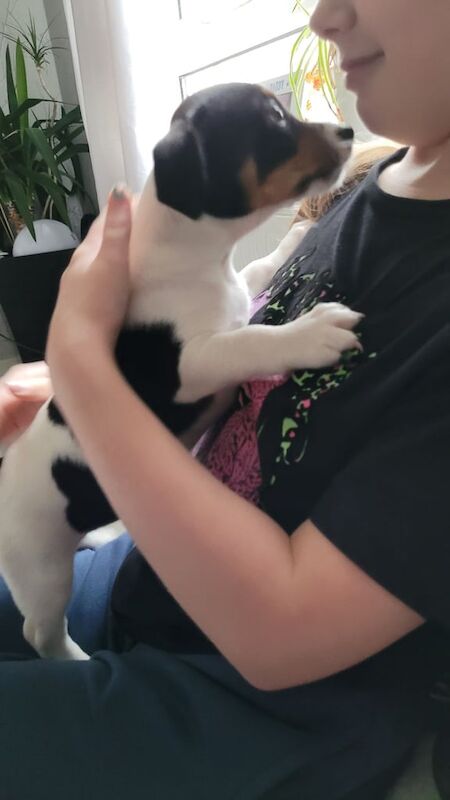 Jack Russell Terrier puppies for sale in Glasgow, Glasgow City – 1 year old - Image 2 of 3