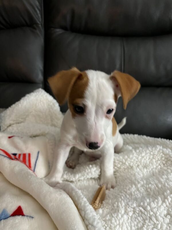 Jack Russell Terrier puppies for sale in Stirling, Stirling and Falkirk – 1 year old - Image 1 of 3