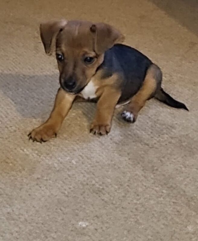 Jack Russell puppies for sale in Holt, Norfolk – 9 weeks old