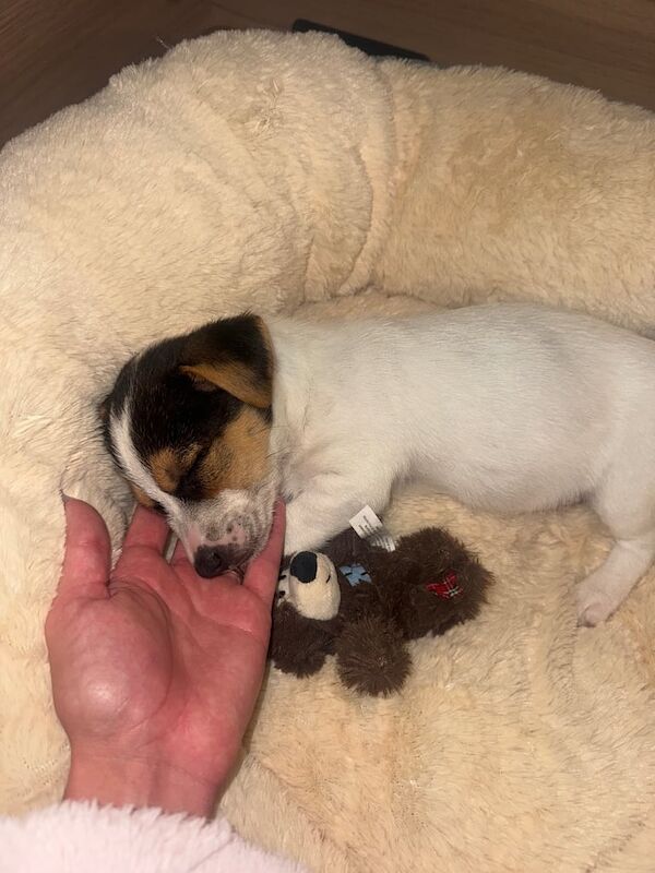 Jack Russell puppies for sale in Perth, Perth and Kinross – 9 weeks old