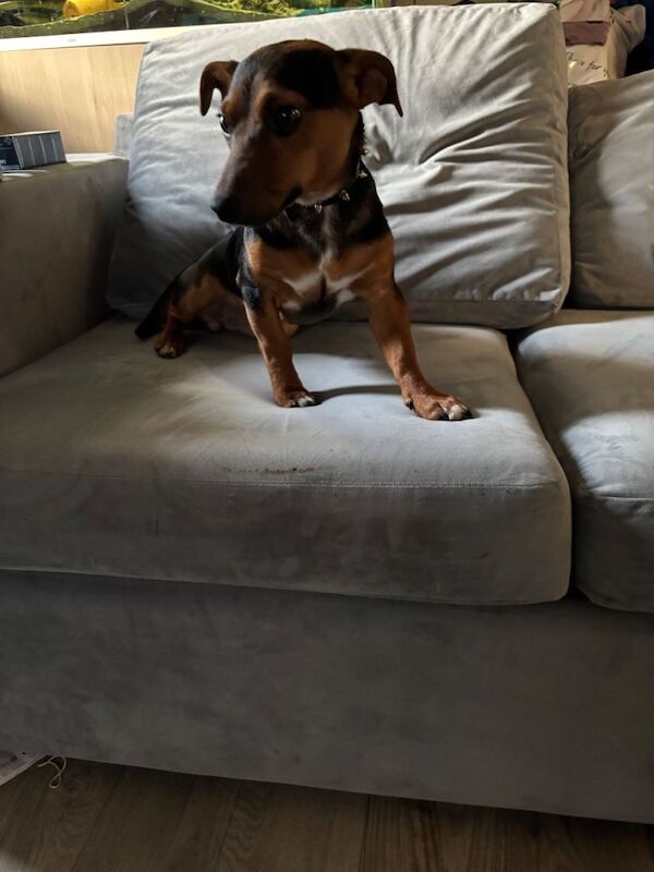 Jack Russell pup - Image 2 of 3