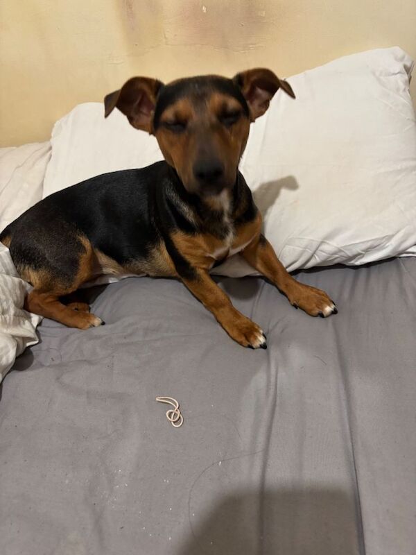 Jack Russell pup - Image 3 of 3