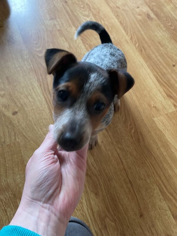 Jack Russell Terrier puppies for sale in Downpatrick, County Down – 11 months old - Image 1 of 3