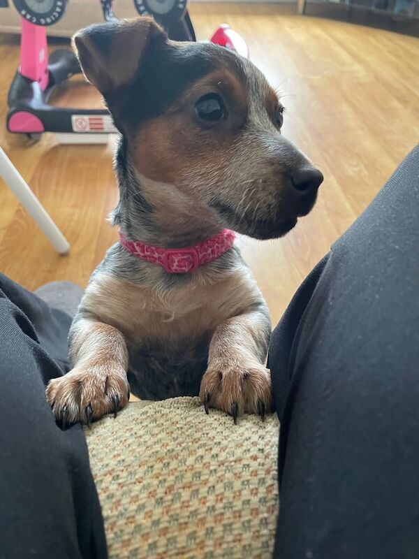 Jack Russell Terrier puppies for sale in Downpatrick, County Down – 11 months old - Image 2 of 3