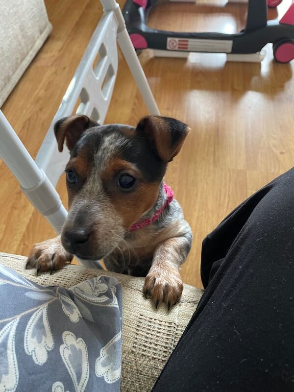 Jack Russell Terrier puppies for sale in Downpatrick, County Down – 11 months old - Image 3 of 3