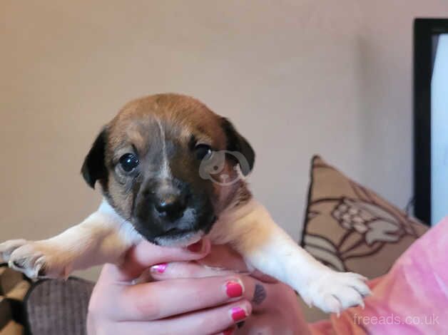 Jack Russell Terrier puppies for sale in Enniskillen, Fermanagh – 1 year old - Image 1 of 5