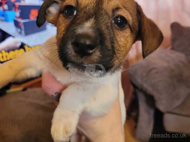 Jack Russell Terrier puppies for sale in Enniskillen, Fermanagh – 1 year old - Image 3 of 5