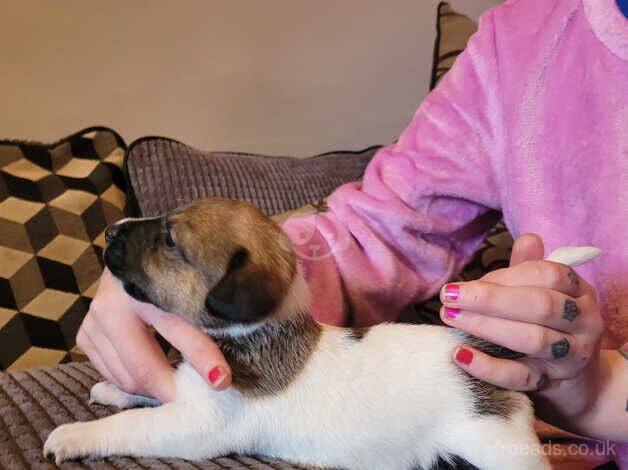 Jack Russell Terrier puppies for sale in Enniskillen, Fermanagh – 1 year old - Image 4 of 5