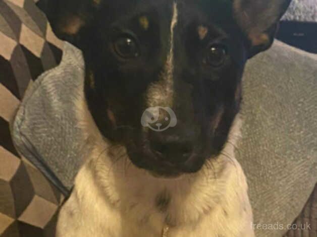 Jack Russell Terrier puppies for sale in Enniskillen, Fermanagh – 1 year old - Image 5 of 5