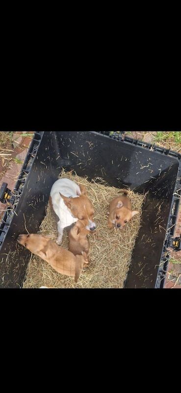 Jack Russell Terrier puppies for sale in Quedgeley, Gloucestershire – 8 weeks old