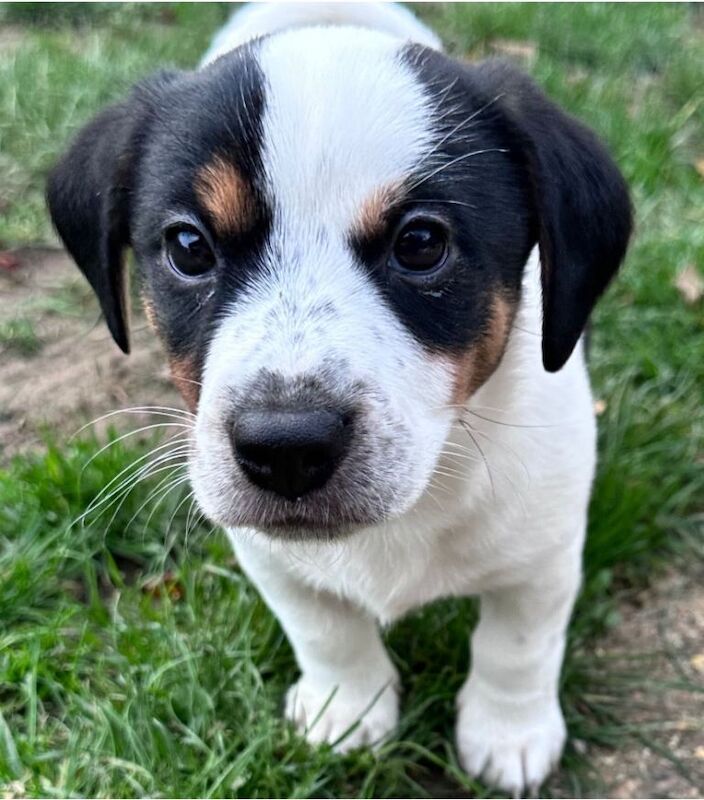 Jack Russell Terrier puppies for sale in Harrow, Greater London – 8 weeks old