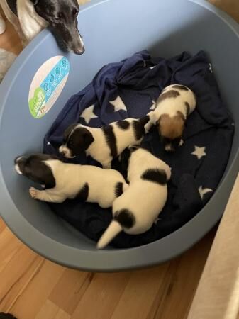 Jack Russell puppies 1 male and 3 female for sale in Rochdale, Greater Manchester