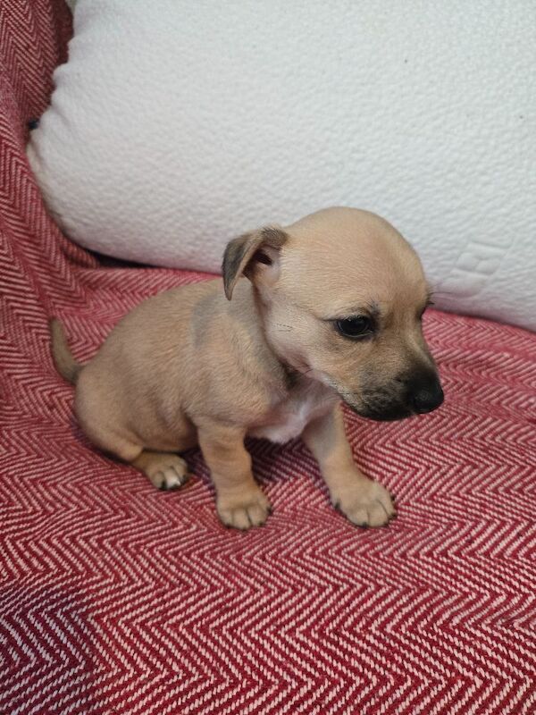 Jack Russell Terrier puppies for sale in Scarborough, North Yorkshire – 4 weeks old