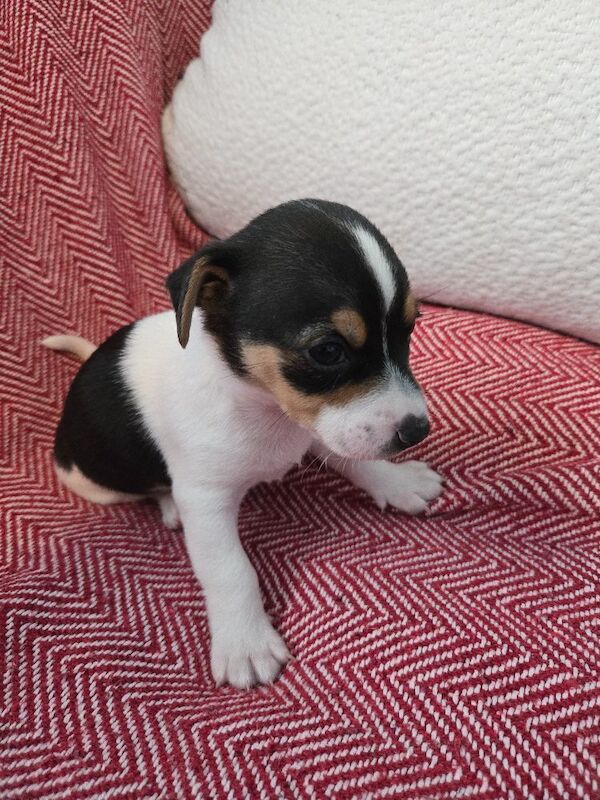 Jack Russell Terrier puppies for sale in Scarborough, North Yorkshire – 7 weeks old - Image 2 of 14