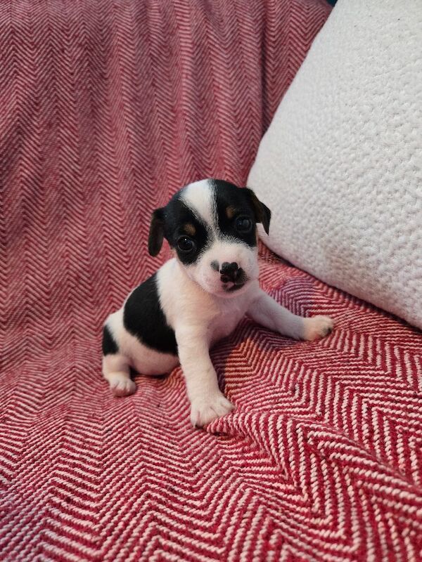 Jack Russell Terrier puppies for sale in Scarborough, North Yorkshire – 7 weeks old - Image 3 of 14