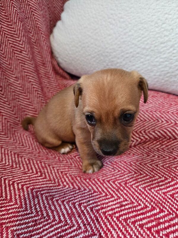 Jack Russell Terrier puppies for sale in Scarborough, North Yorkshire – 7 weeks old - Image 5 of 14