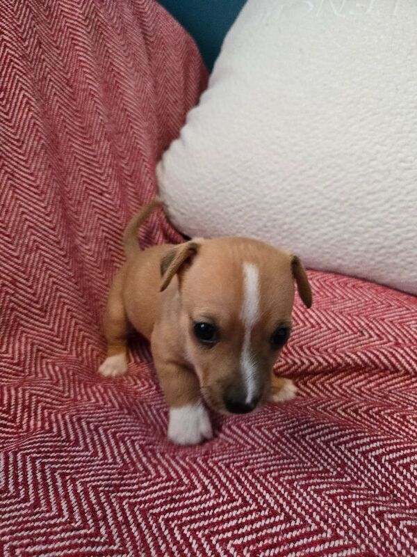 Jack Russell Terrier puppies for sale in Scarborough, North Yorkshire – 7 weeks old - Image 6 of 14