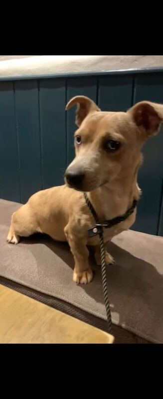 Jack Russell Terrier puppies for sale in Scarborough, North Yorkshire – 7 weeks old - Image 8 of 14