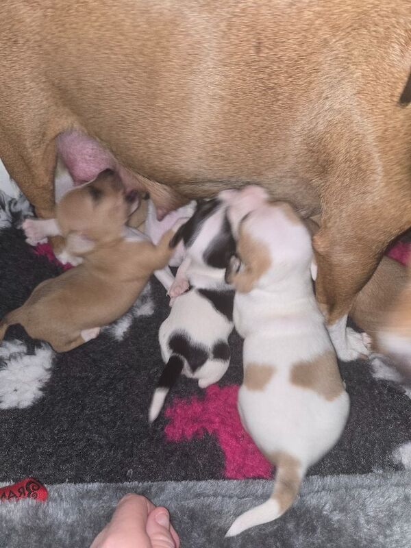 Jack Russell Terrier puppies for sale in Scarborough, North Yorkshire – 7 weeks old - Image 10 of 14