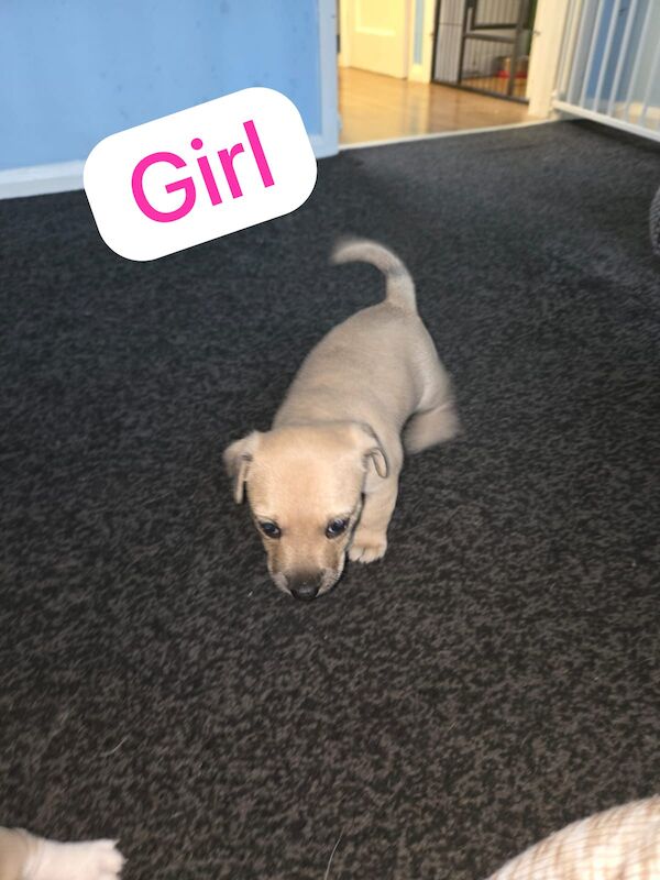 Jack Russell Terrier puppies for sale in Scarborough, North Yorkshire – 7 weeks old - Image 11 of 14