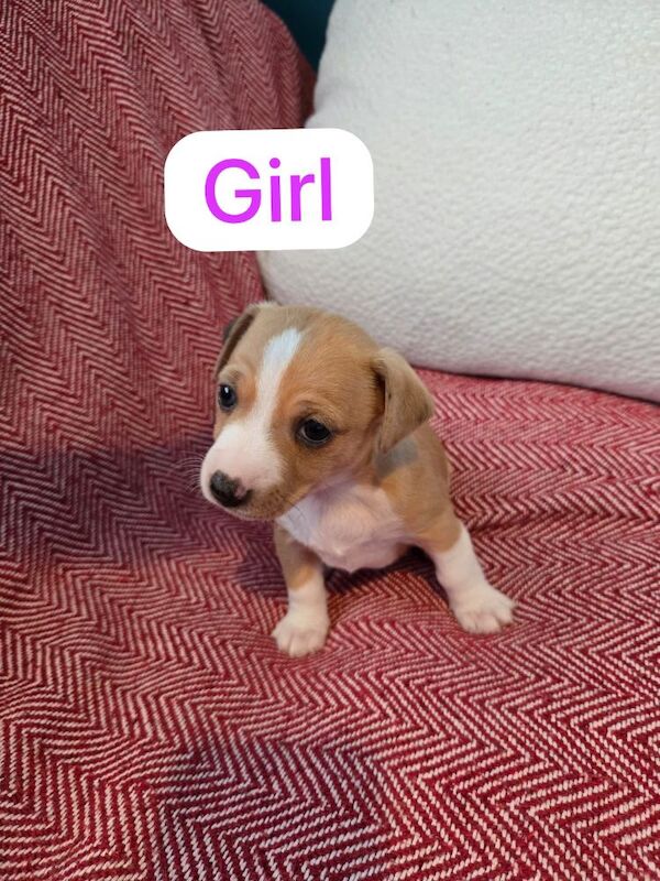 Jack Russell Terrier puppies for sale in Scarborough, North Yorkshire – 7 weeks old - Image 12 of 14