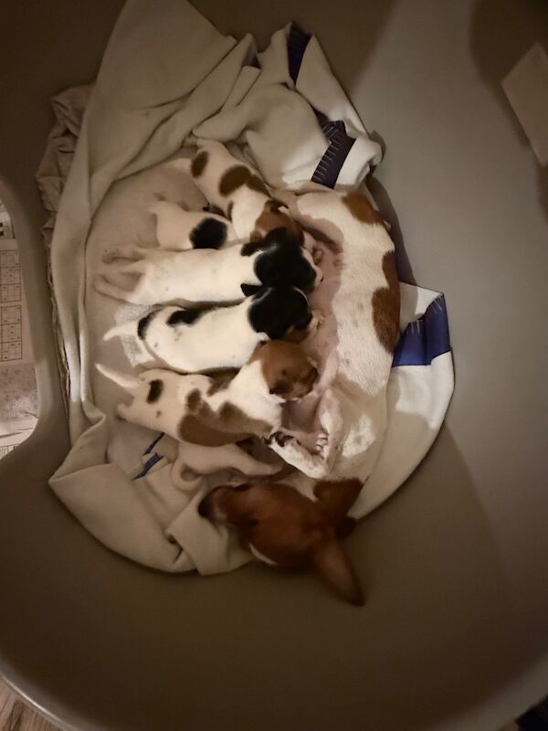 Jack Russell Terrier puppies for sale in Hastings, East Sussex – 5 weeks old