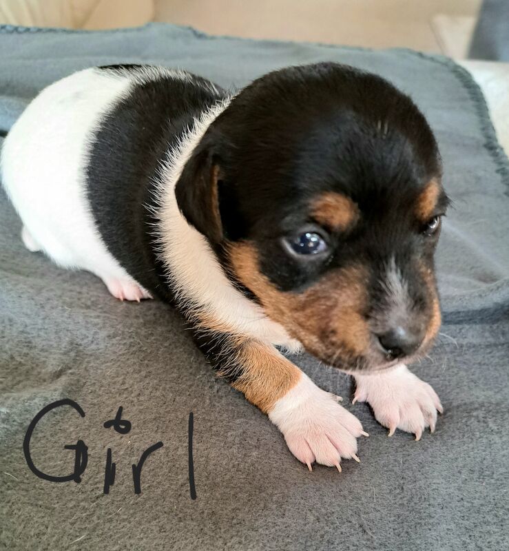 Jack Russell puppies for sale in Blackpool, Lancashire