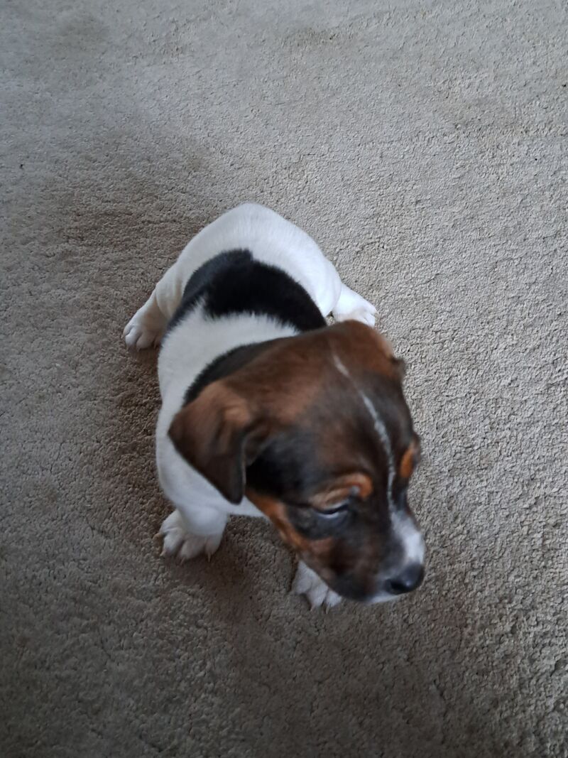 Jack Russell puppies for sale in Blackpool, Lancashire - Image 4