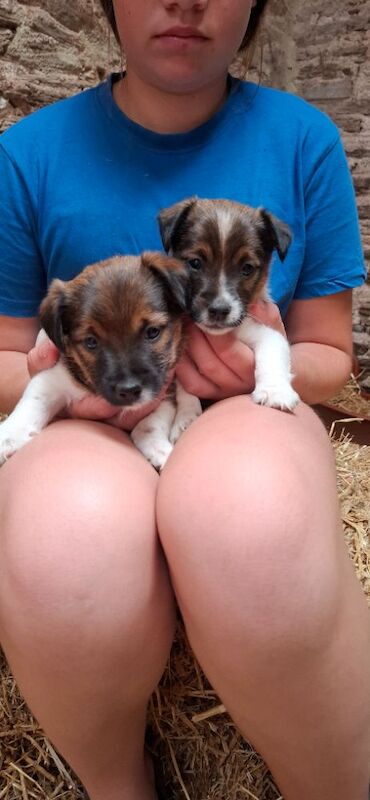 Jack Russell Puppies For Sale